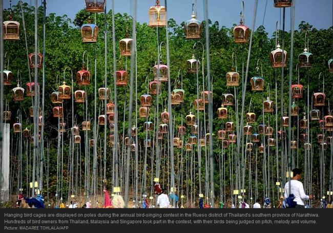 Bird Singing Thailand