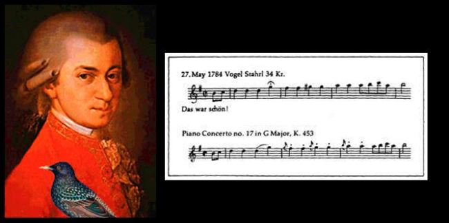 mozart starling music