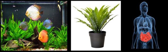 Beneficial Colonies of Microbes