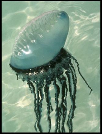 Portuguese man of war