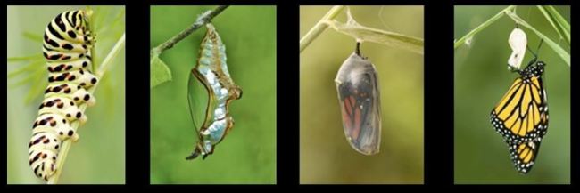 transformation of butterfly