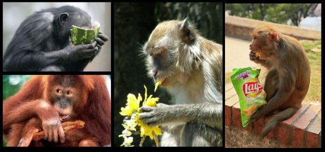 monkeys as omnivores